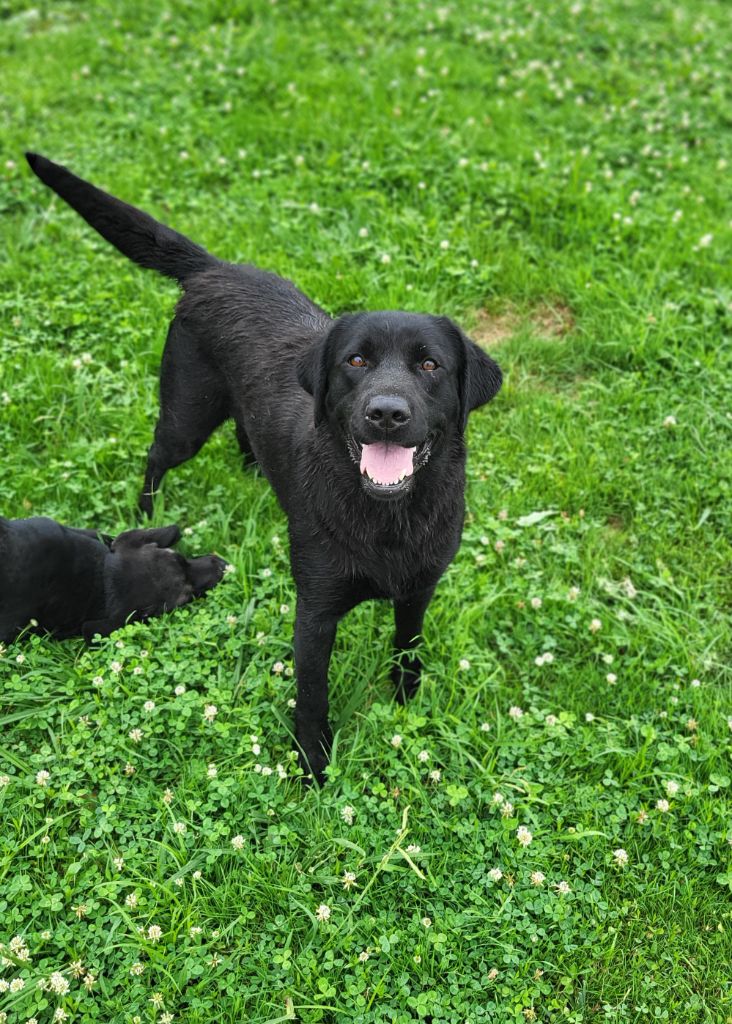 Les Labrador Retriever de l'affixe Du Haut De Basaburu