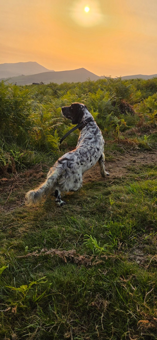 Voyoute De Lori Des Pignotes