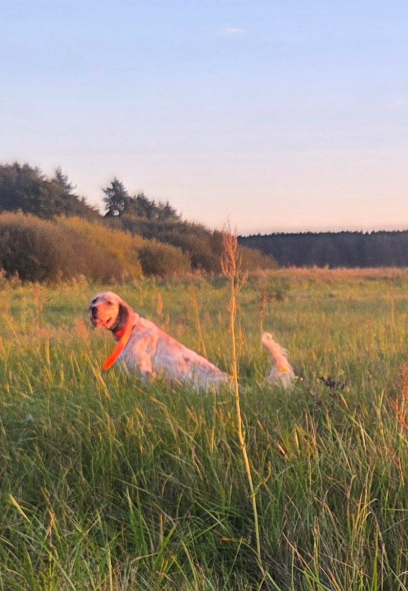 Vane Du Haut De Basaburu