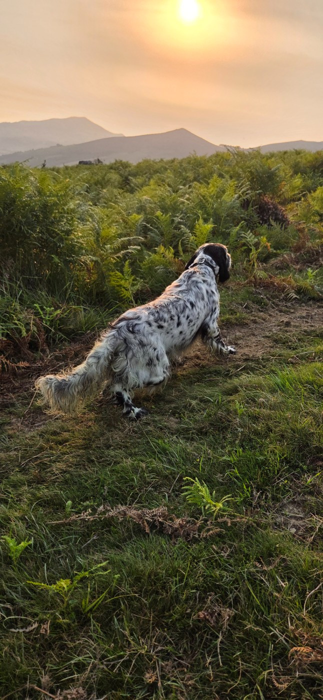 DÉBOURRAGE ETE 2026
