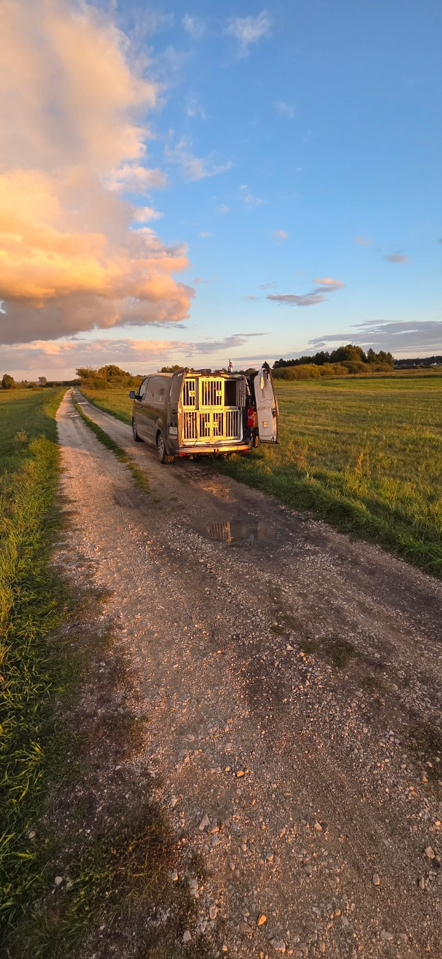 STAGE POLOGNE CHIENS D ARRET 2026