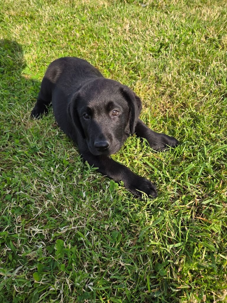 Du Haut De Basaburu - Chiots disponibles - Labrador Retriever