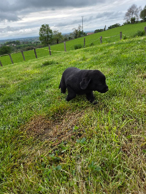 CHIOT