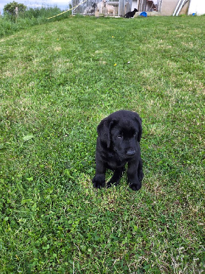 CHIOT