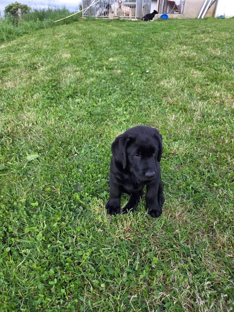 Du Haut De Basaburu - Chiots disponibles - Labrador Retriever